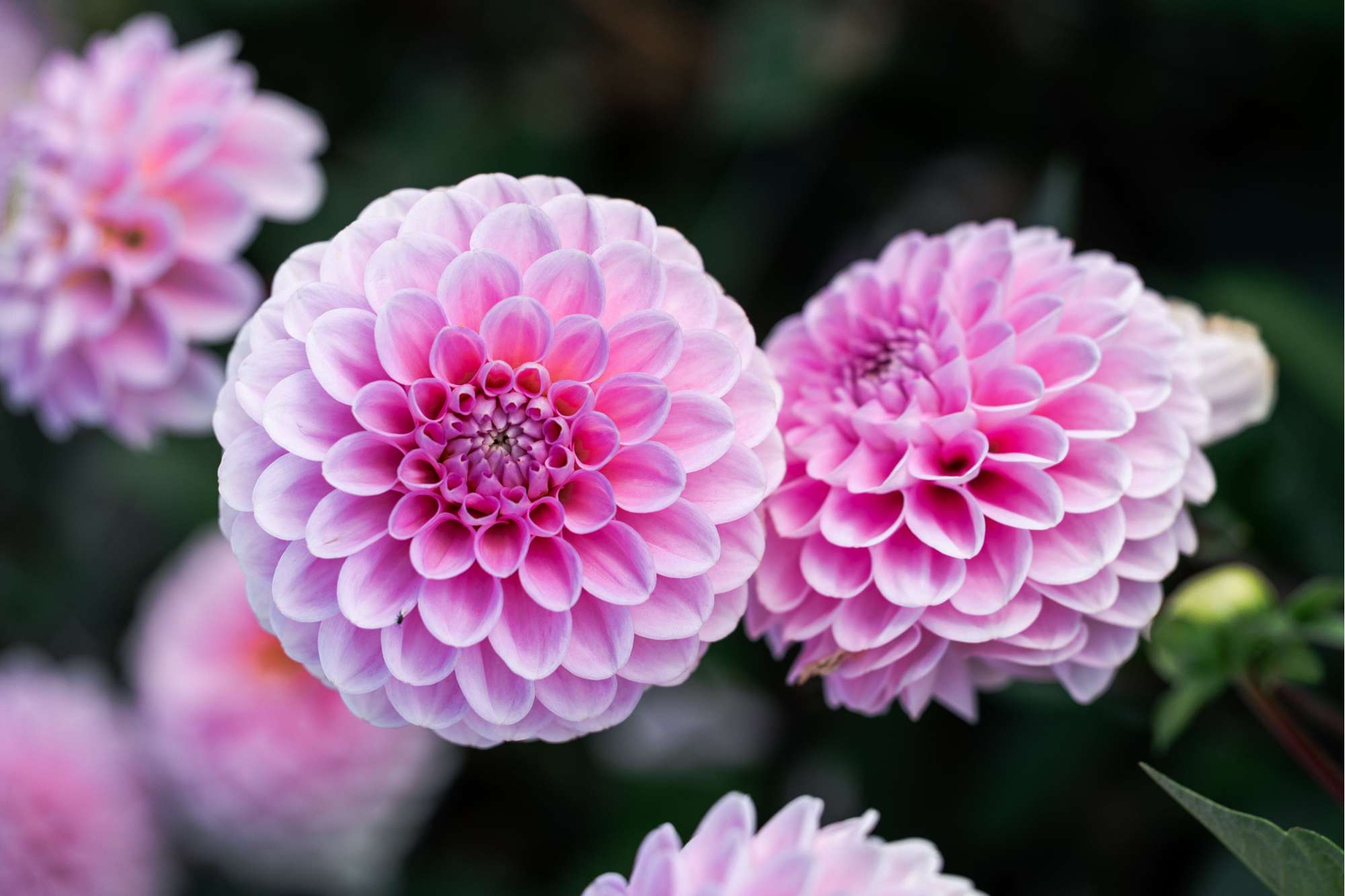 Dahlia 'Wizard of Oz'